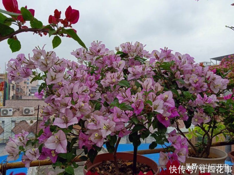 磷酸二氢钾，是养花“双刃剑”，用好了花多色艳，用不好伤害植株