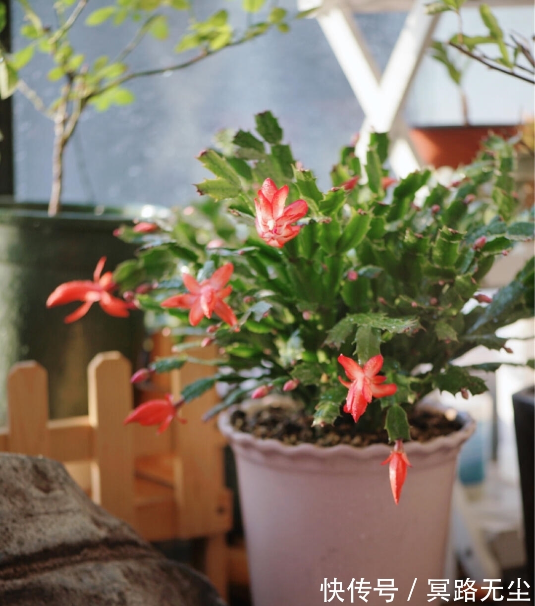 开花|蟹爪兰开败后,2件事别做错,否则想再开花,很难