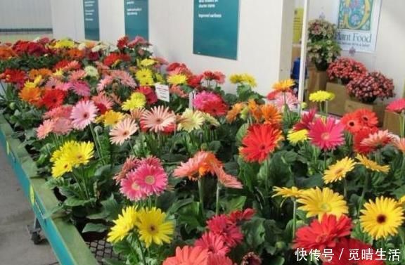 盆栽|家里养上这“3种花”,什么甲醛、灰尘都少了,空气轻松变洁净