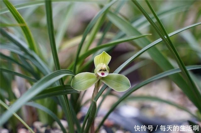 厨房这1料,养兰“特有效”,一洒一喷,兰花生根快,新芽蹿不停!