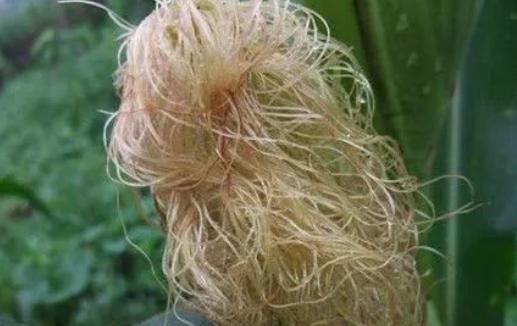 高血压|玉米须泡水喝,8大功效“信手拈来”!3种搭配不妨一试!