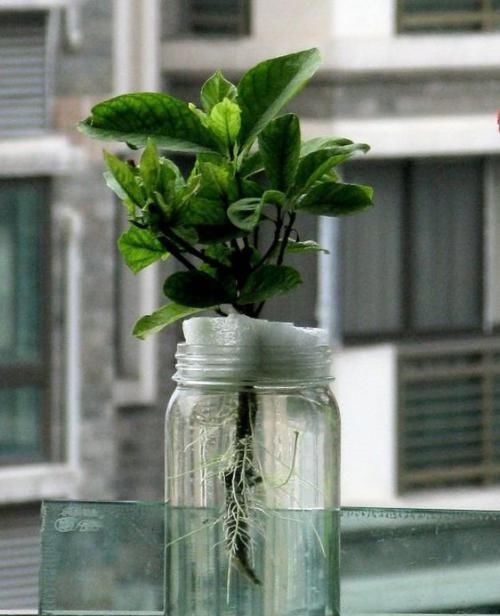 3种花不好养,不如直接丢水里,蹭蹭生根开花,花开轻松爆满盆