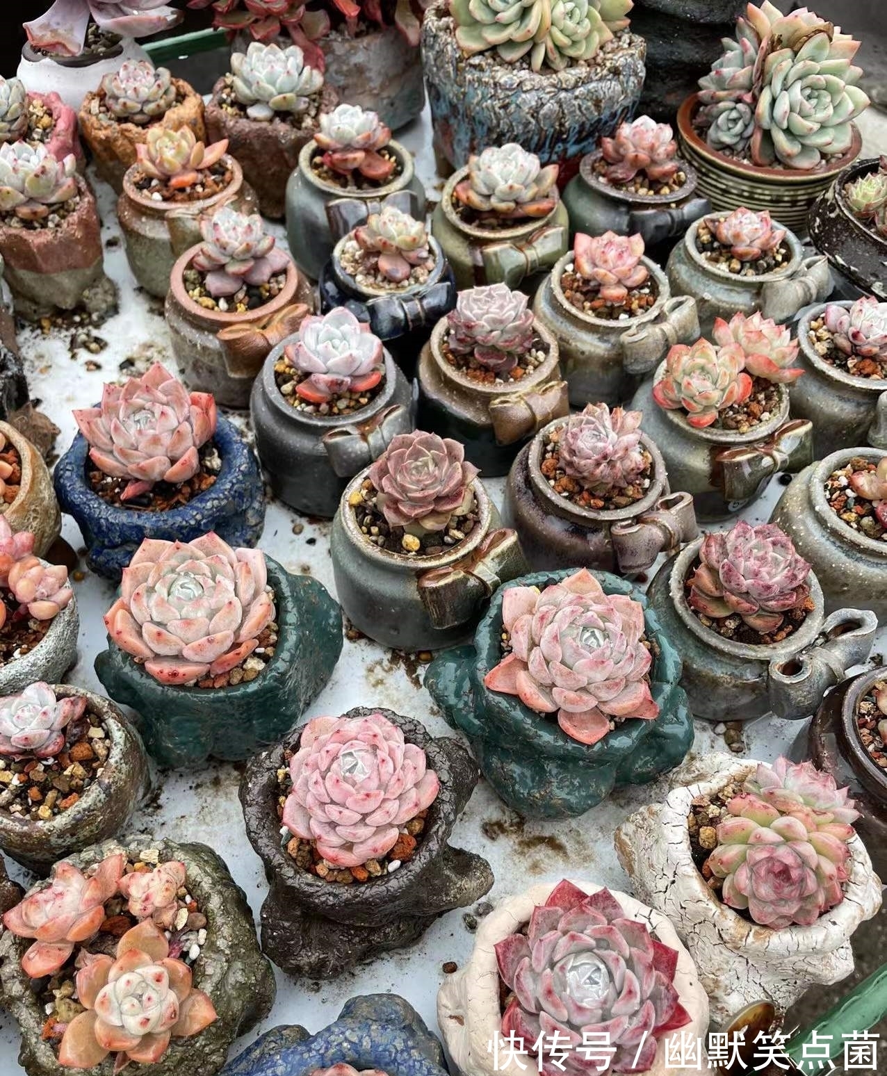 沐寒揽风，看几盆红绿肥瘦，等一春灿烂盛景