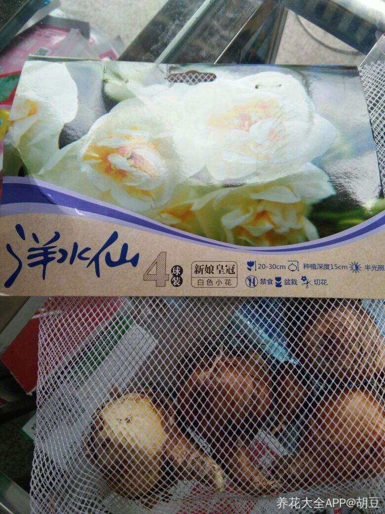 这花真能开,4个球开出28朵花,一颗就能开爆盆!
