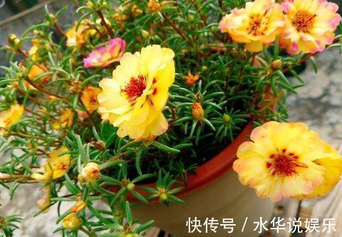 光照|太阳花怎么养才能开花爆盆只需3个“小动作”,枝上全是花