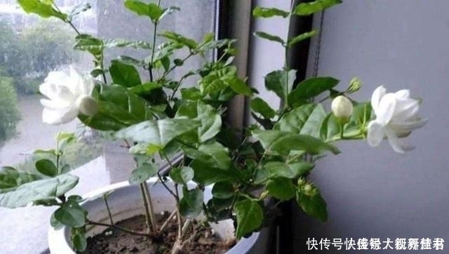 小花|养茉莉这几招技巧不能少,安全过夏,枝头满是花苞