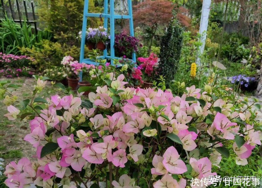 羽衣甘蓝|家有小院,就养7种“耐寒花”,从秋到春不寂寥,冬天也有花看