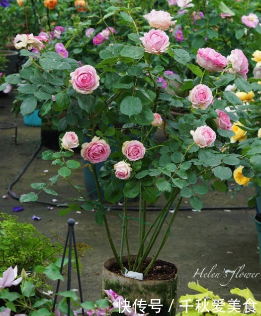 10个最奇葩的月季品种,你可能一个都没见过!