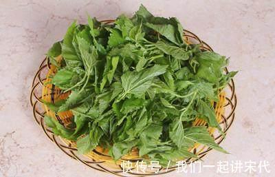 血脂|乡村在路边就有的野菜,具有降低血脂、血糖、软化血管的功效