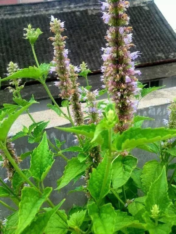 5种花蚊子“不喜欢”，好看还好养，是天然蚊香，值得多养几盆