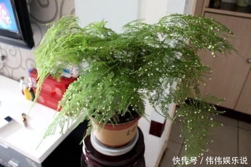 白糖|别再用“白糖”养文竹了,这5点做到位,不黄叶,还开白花