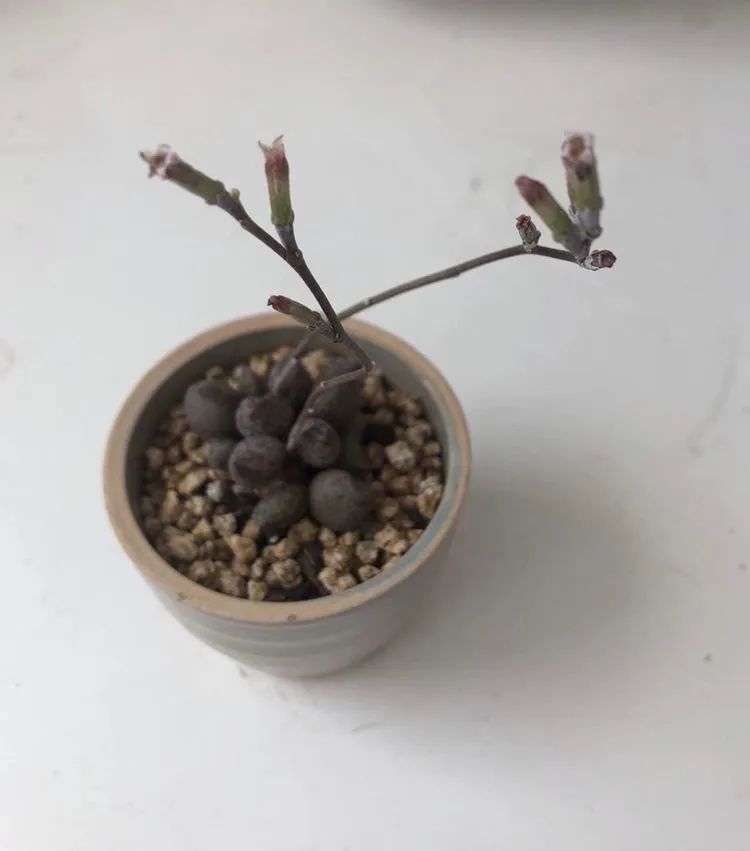 养成一个爱好的重要性和一个养肉人的日常！