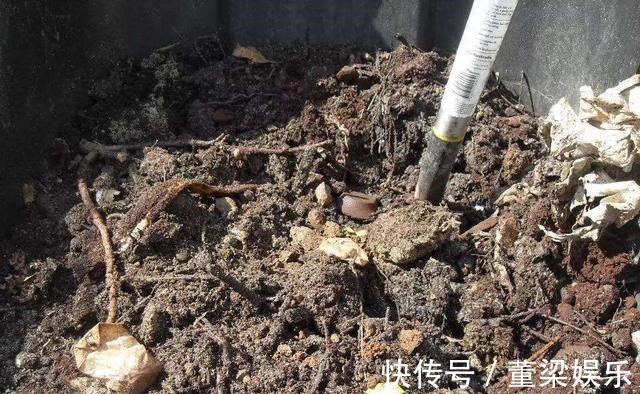 茉莉、三角梅开得旺,土里两种花肥很重要,添一点就有明显效果