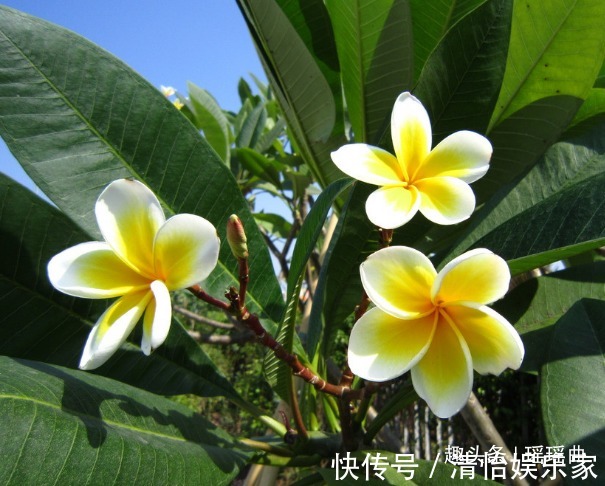 引种$此花只在夏季开放,构成一幅优雅高贵的图案,是充满希望的新生