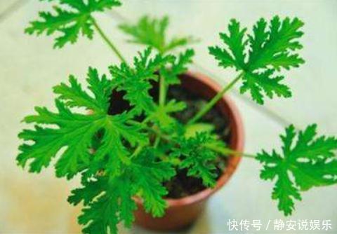驱蚊草|有钱没钱,都得养盆“它”,好养、能驱蚊,一年到头“没蚊虫”