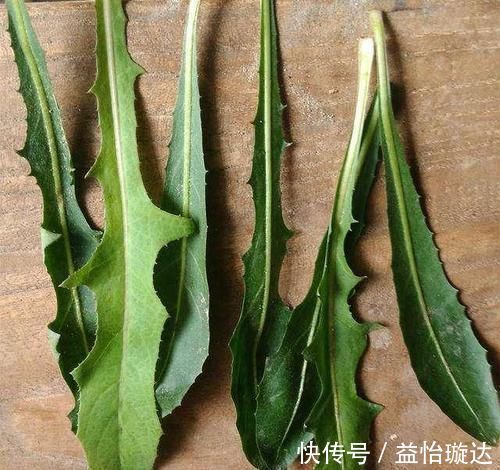 血脂异常|高血压、高血脂、高血糖最怕6种叶子茶,用它泡水喝,身体更健康