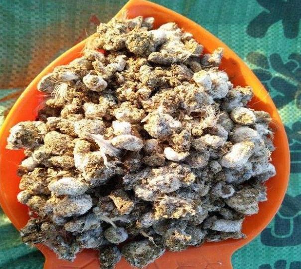 养护|他养的蟹爪兰,一次开花200朵,鲜艳无比,秘诀只用“2种肥料”