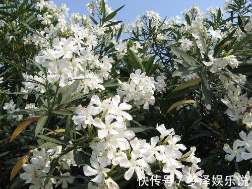 夹竹桃|此花花色艳丽，花期长，最适合道路绿化的选择