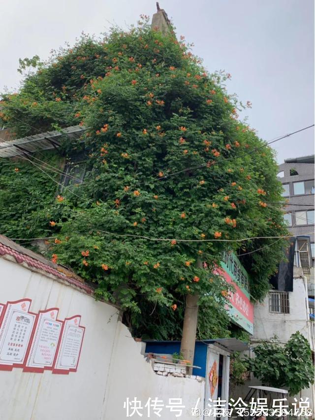 5种花最好别养,根钻得到处都是,砍都砍不尽