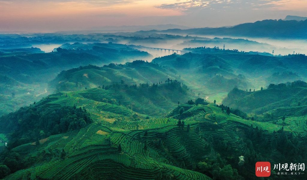 低薪|雅安名山：茶园日出如画似卷