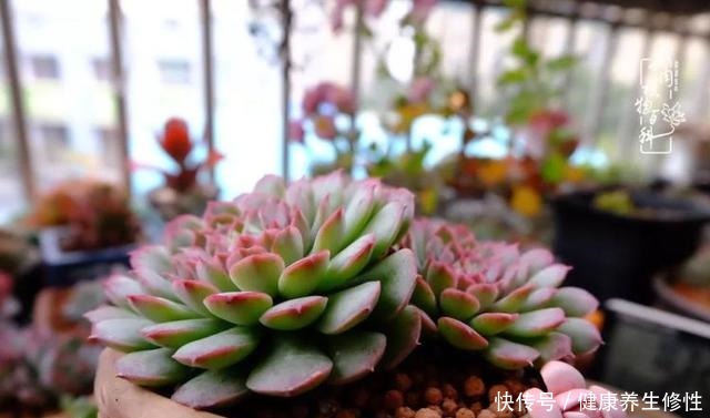 冬季,属于多肉的季节!养多肉的你喜欢冬天吗!