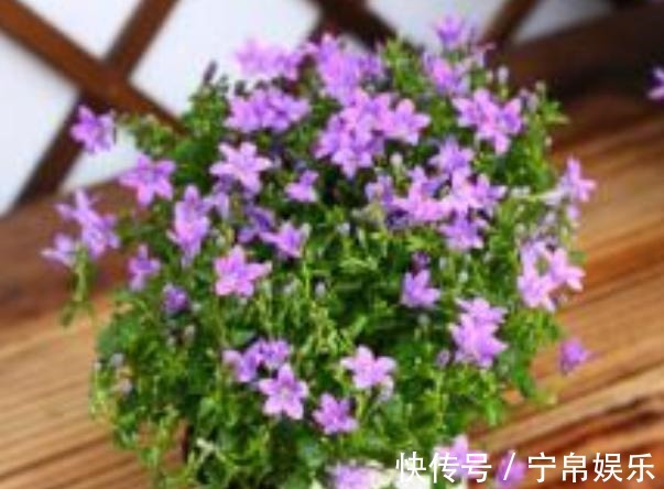 盆栽|这种花卉比绿萝和吊兰好养，花型似铃铛，开花时间长，招人喜爱