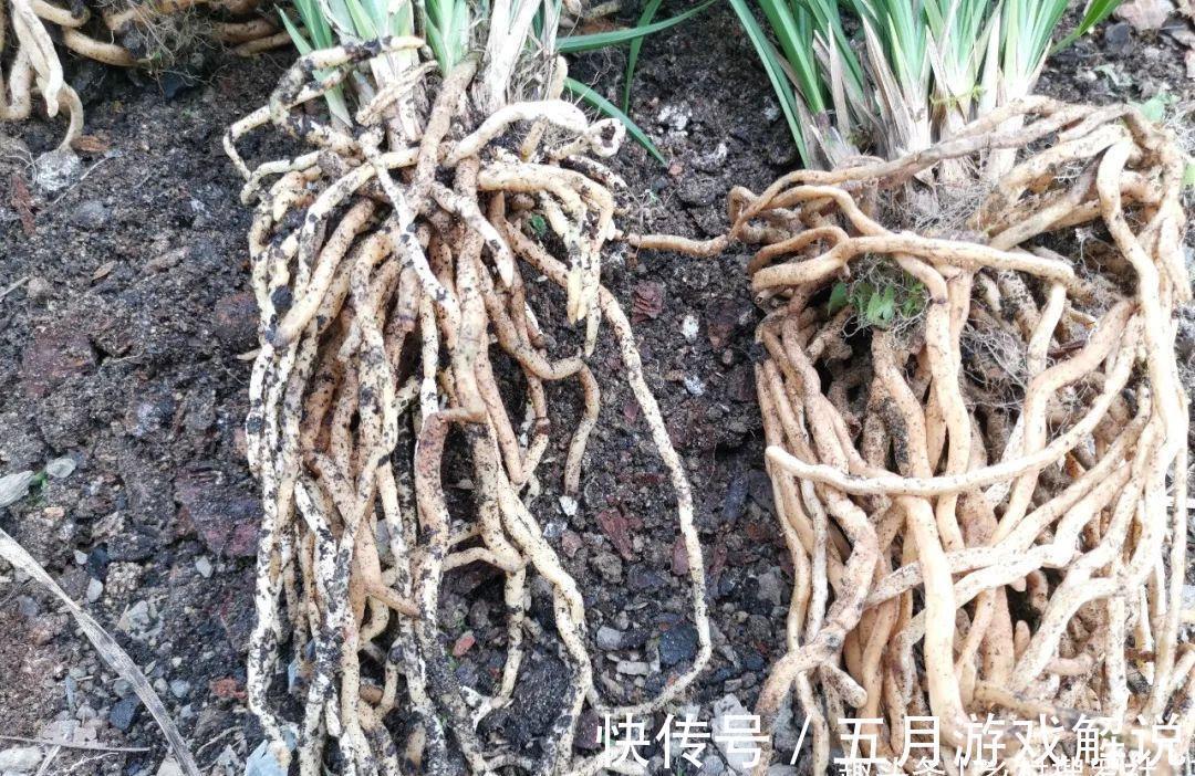 种植兰花,如果花盆中出现这两种现象,兰根茁壮兰苗旺盛就不难