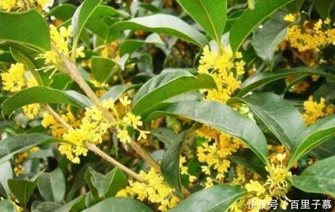 4种花养家里,好养又漂亮,开花多又艳,喜庆又旺运!