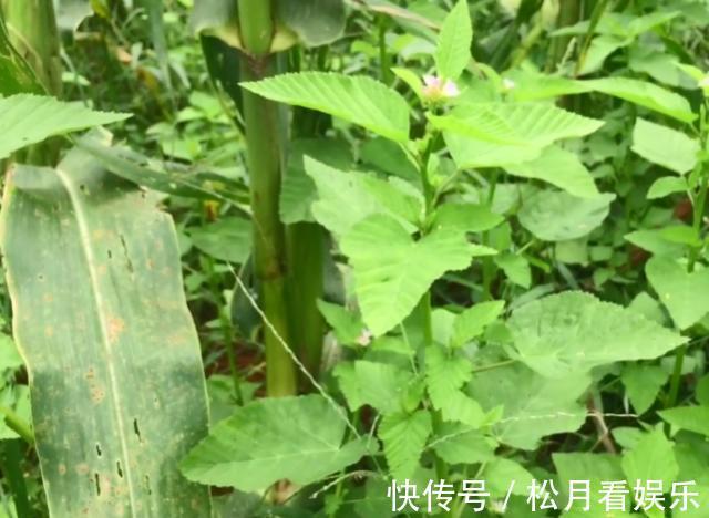 癣症|玉米地里长了一种天然“皮炎平”,专治各种皮肤病,遇到请珍惜!