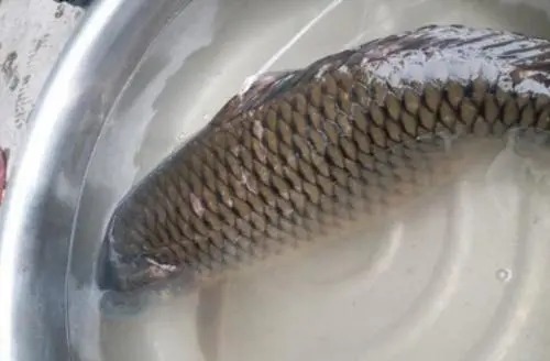 在饵料中加五六滴这个油,冬季鱼口暴涨,疯狂聚集过来!