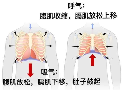 心肺功能|每天5分钟，坐着不动也能瘦肚腩？