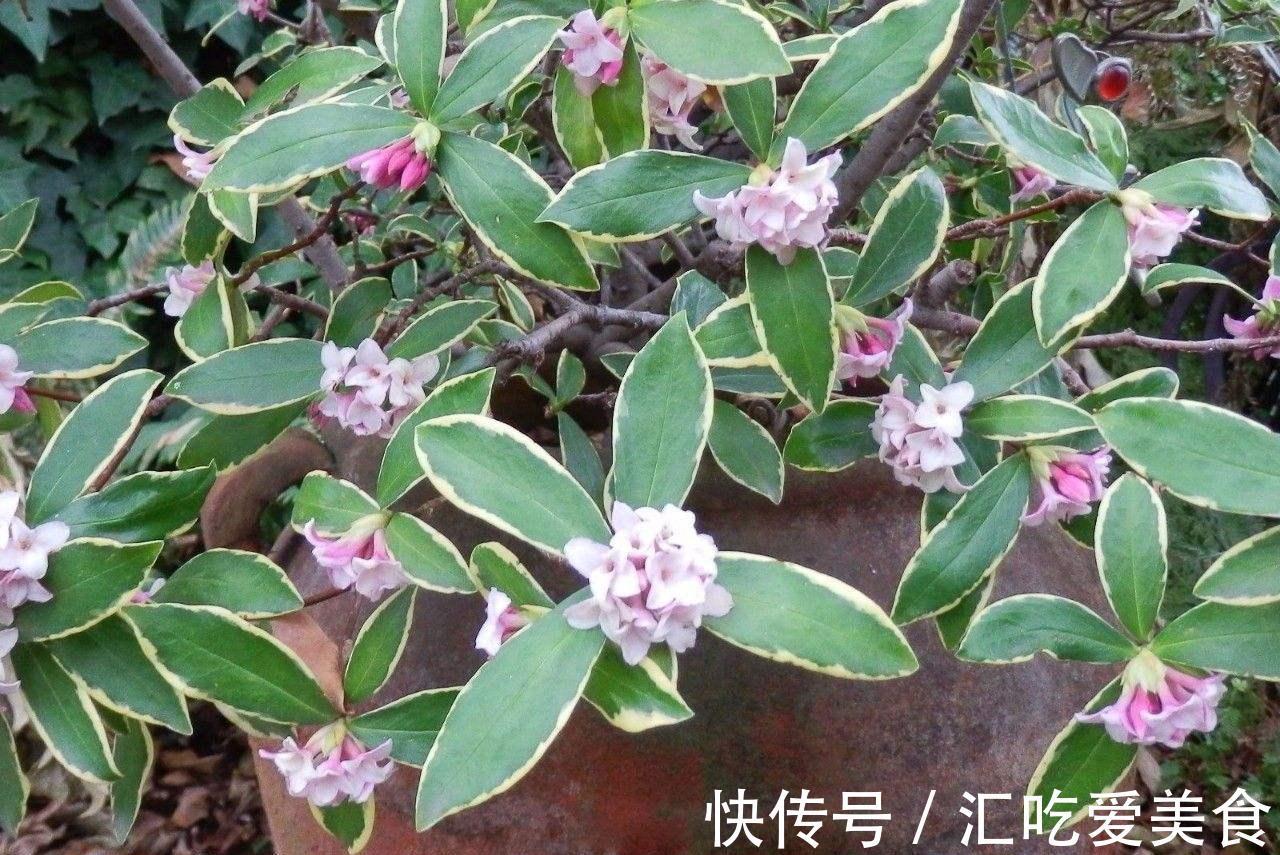 养花试试这几款,很好看,红白两色给人一个简单的想法