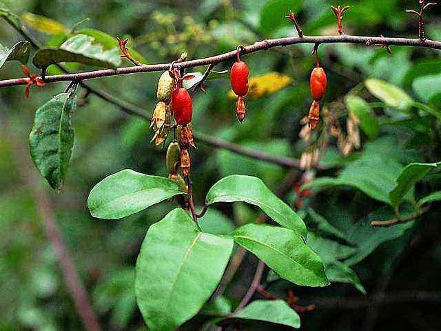 玻璃杯|中医建议农村常见的3种叶子，见了收好，止咳用它，百试百灵