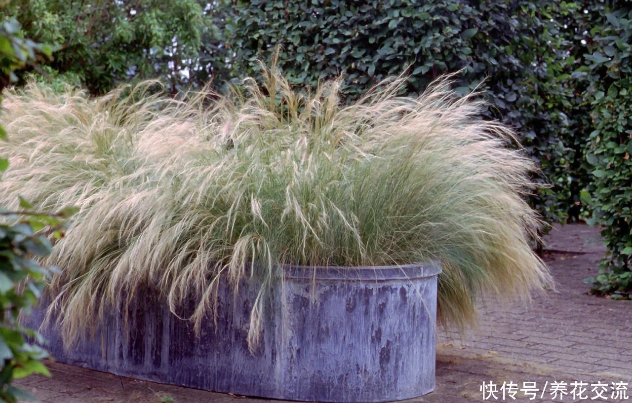 观赏草|6种绝佳的盆栽观赏草，买点种子就可以培育，新手园丁也可练练手