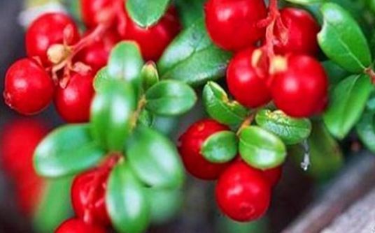 能量|会吃的人最健康，坚持吃三种食物，补充能量，排毒清肠，缓解疲劳