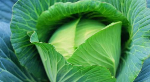 食物|女性不想满脸皱纹,推荐多吃3种食物,排毒养颜,提高免疫力!