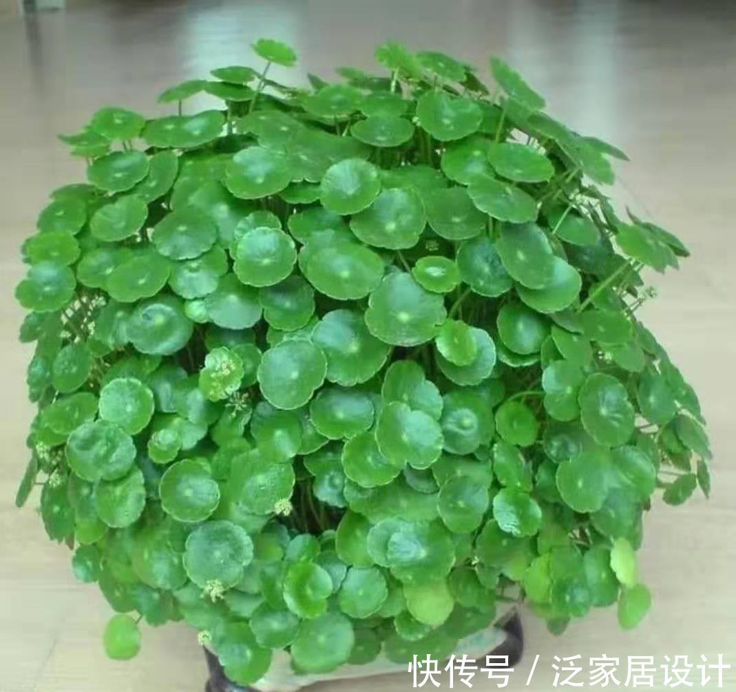 太阳花|8种“漂亮花”，堪称“不死花”，随便养一养，新芽爆满缸