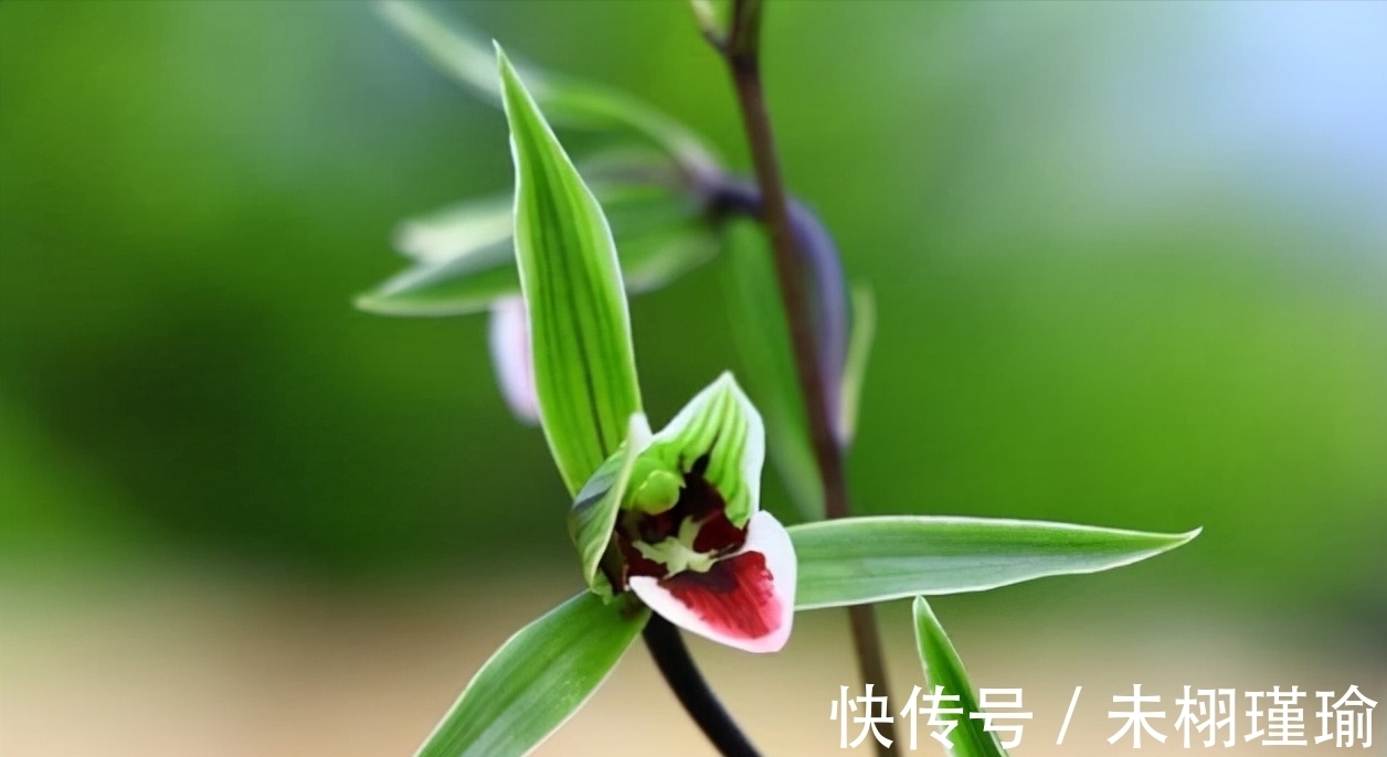 正在消失的稀有兰花,古香古色,兰香浓郁,不养一定会后悔