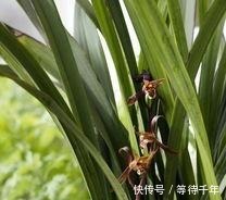 技巧|如何养护墨兰花吗快来学习一些墨兰的养护技巧吧！