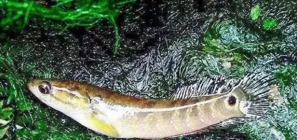 常见|7种河里正在消失的野味,第3个很常见,最后一种价格有点小贵