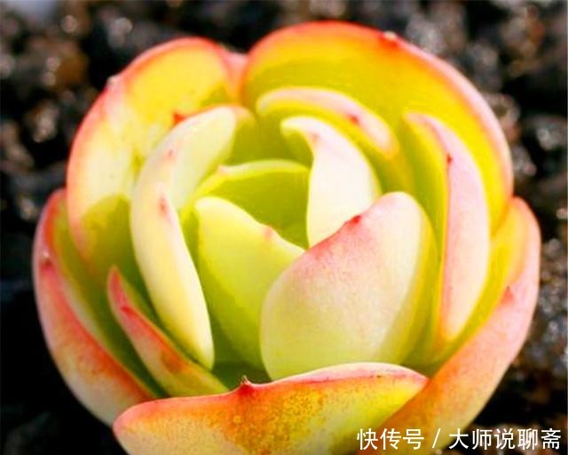 观音莲|3种最精美绿色多肉,要求低好养护,比工艺品还漂亮,最适合新手