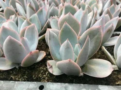 广寒宫|多肉中的“三仙”,颜值很高,扎根速度很快,桩子长到手臂粗