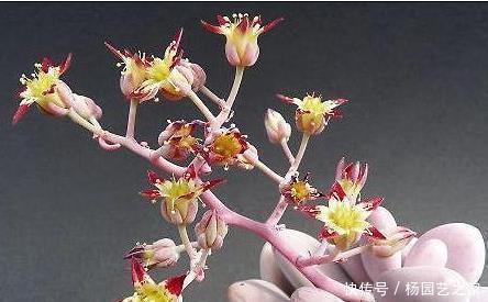 多肉植物开花了,怎么办?肉友:四点原因须剪掉!