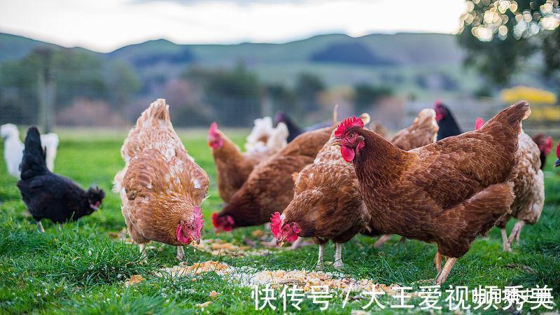 钞票|鸡鸡鸡9月开始挡不住的横财运，赚大钱发大财，钞票滚滚来