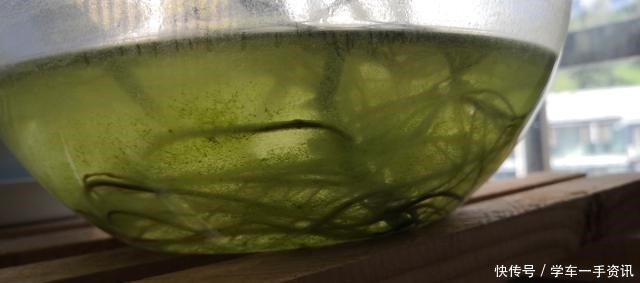 一种废水浇兰花，发芽多，五年养出200盆！