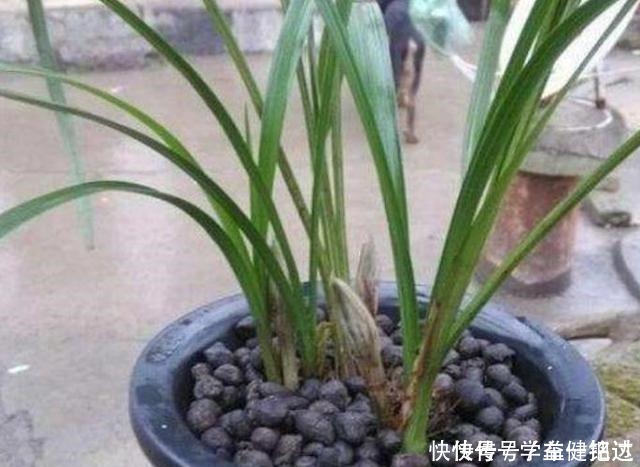 锯末|养花土不用买,3种料放在花盆下,就是花卉万能土,养啥旺啥!