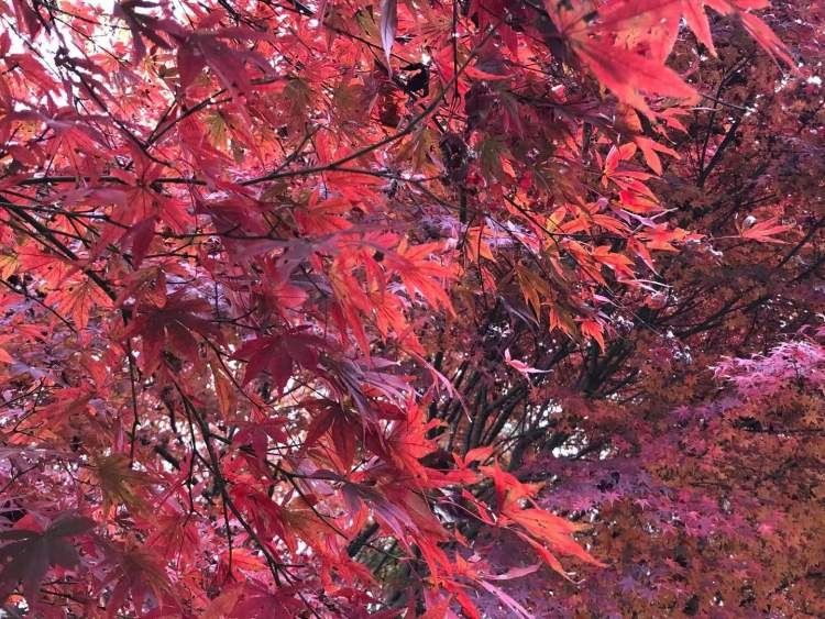 滨江|红艳的鸡爪槭，褐色的水杉，即将盛开的茶梅，绝美秋冬景致就在这座滨江森林里