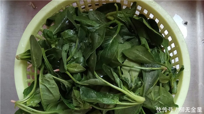 春天,这菜特别鲜,别不知道吃,风味独特有营养,做法简单没难点