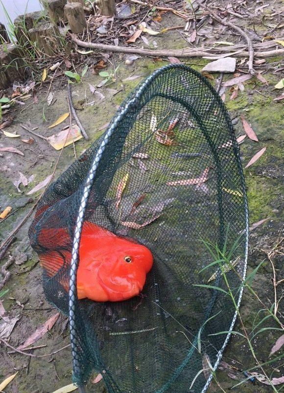 观赏鱼|这鱼在漠阳江快泛滥了,钓鱼人:到处都是,所幸还好吃