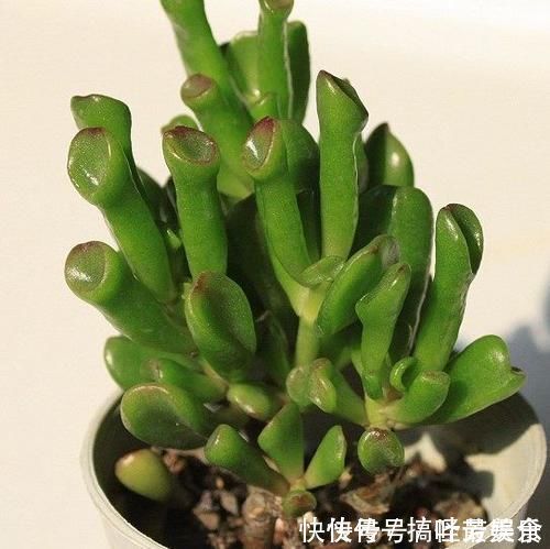 观赏价值高又好养的盆栽多肉植物，太阳一晒就变颜色